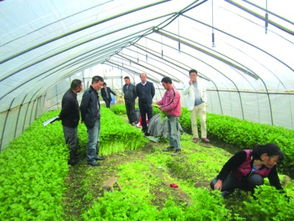 开展农产品质量安全县创建 打造现代农业转型发展的绿色引擎