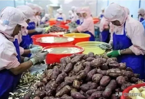 10-20万农村创业指南 十大农产品加工项目点亮乡村振兴路